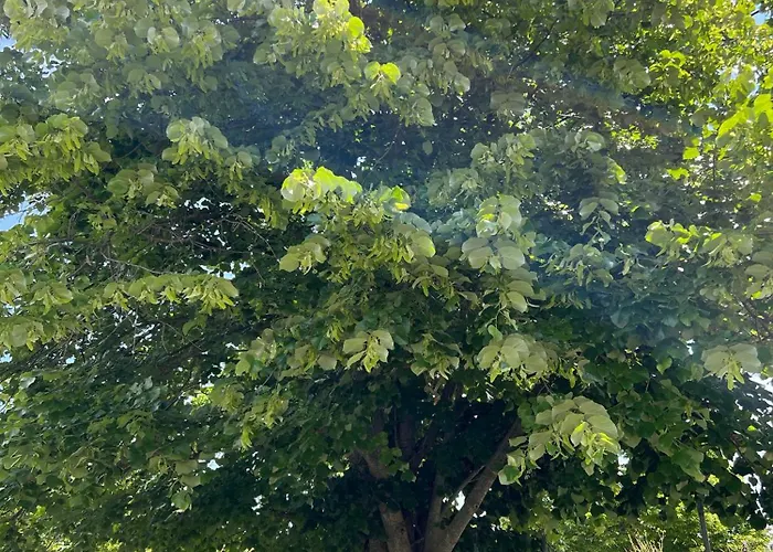 Сasa de vacaciones Casa Mareal *